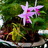 mtns2molhilz > Orchids in abundance at Hotel Bouganvilla.
