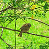 mtns2molhilz > Rufous-crowned Sparrow, SJL.  The colorful Rufous-crowned, closely related to the familiar White-crowned and White-throated Sparrows of N. America, is widely distributed and fairly common throughout the American Tropics.