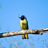 mtns2molhilz > Green Jay, Kleberg park, Kingsville.  The loop road allows close approach to a number of nice habitat where photos can be taken from inside a vehicle.