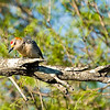 mtns2molhilz > Golden-fronted Woodpecker, Kleberg Park, Kingsville.