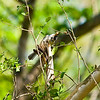 mtns2molhilz > Black-crested Titmouse, Bentsen State Park.