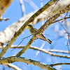 mtns2molhilz > Yellow-rumped Warber, Audubon's form, Bentsen State Park, nonbreeding plumage.  In winter these birds show up sporadically in the east, and can usually be distinguished from the Myrtle form by the presence of yellow in the throat.